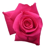 Роза Flor Hermosa Topaz дл.80 25шт