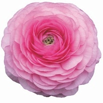 Лютик Elegance Dark Pink 10шт