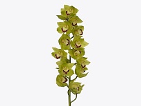 Орхидея Cymbidium Green*4 дл.100 1шт