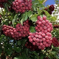 Рябина Гранатная/С 1шт