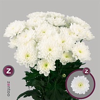 Хризантема кустовая Altaj 105 gr 5шт