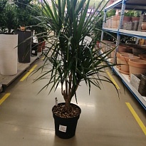 Драцена Марг. 3D d24 h130 1шт