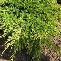 Можжевельник (Juniperus) средний Олд Голд d17 h25 6шт