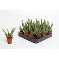 Алоэ Вера d7 h30 16шт