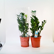 Замиокулькас d21 h85 1шт