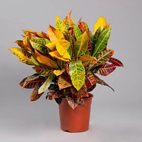 Кодиеум Вариегатум d19 h35-40 1шт