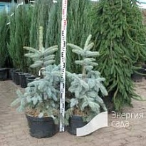 Ель (Picea) колючая Хото 5л h30-40 1шт