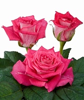 Роза Crossfire дл.60 10шт