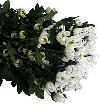 Хризантема куст. Rui Bai бел. (К) дл.70 10шт