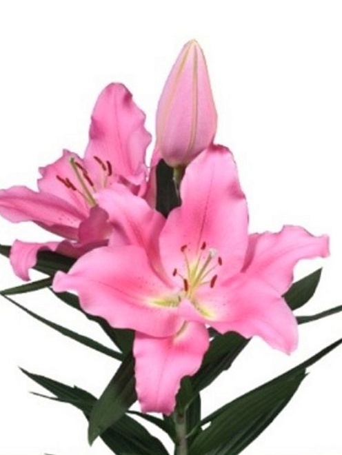 Лилия or. Praiano 3+ 10шт