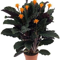 Калатея Кроката d14 h40 6шт