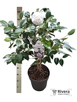 Камелия Альба d27 h155 1шт