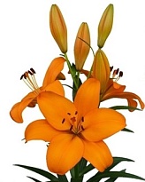 Лилия La Crodino 3+ 10шт