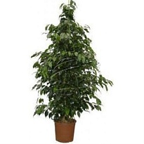 Фикус Даниель d32 h160 1шт