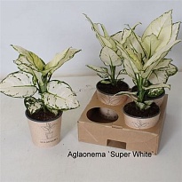 Аглаонема Супер Вайт d12 h35 4шт