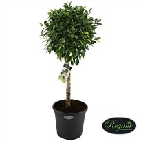 Фикус Нитида стем d24 h100 1шт