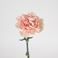 Гвоздика Fl Union -luis Yanchatipan Brut дл.SELECT 25шт