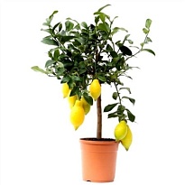 Цитрус Лимон d24 h120 1шт
