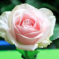 Роза Свит Аваланш одноголовая (МЦ) дл.70 15шт/уп