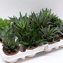 Алоэ микс d9 h15 18шт