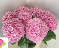 Гортензия My Beautiful Heaven дл.80 d23 1шт