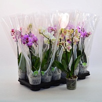 Орхидея Фален. Мультифлора микс 2 ст d12 h50 12шт