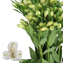 Альстромерия White Swan 10шт