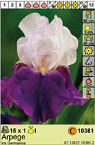 Ирис Арпеж герм. 1шт*