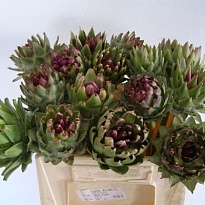 Цинара Purple 1шт