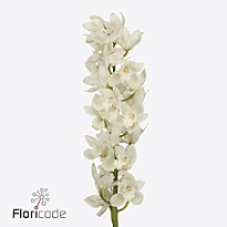 Орхидея Cymbidium Pompei*6 дл.80 1шт