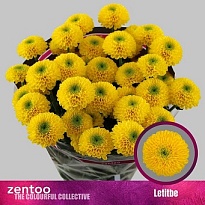 Хризантема кустовая Letitbe 5шт