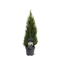 Ель (Picea) канадская Перфекта d23 h60 1шт