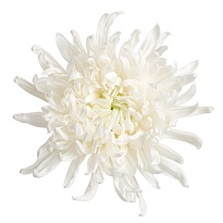 Хризантема одноголовая Skystar 10шт