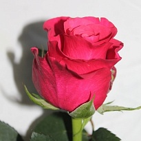 Роза Pink Tacazzi+ дл.70 10шт