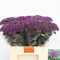 Трахелиум Purple Lake Michigan 10шт