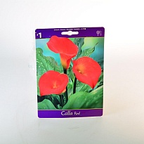 Калла Красная 12/14 1шт*