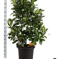 Фикус Циатистипула Буш d45 h150 1шт