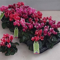 Цикламен Смартиз Фантазия d6 h10 18шт