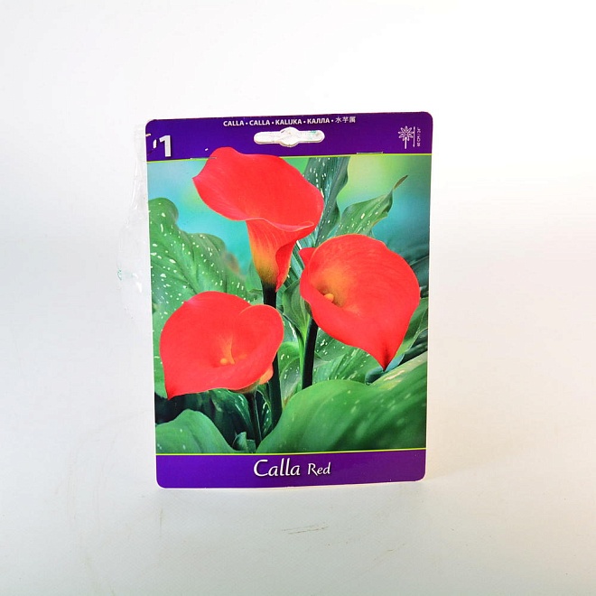 Калла Красная 12/14 1шт*