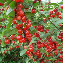 Вишня войлочная/С