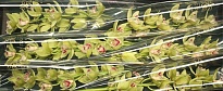 Орхидея Cymbidium Emmagreen*6 дл.80 1шт