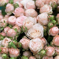 Роза Бомбастик кустовая (МЦ) дл.70 10шт/уп