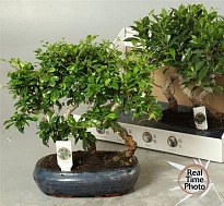 Бонсай микс (керамика) d26 h35 2шт