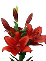 Лилия La Armandale 3+ 10шт