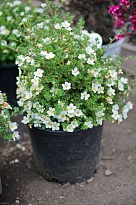 Лапчатка (Potentilla) кустарниковая МакКейс Уайт d9 h25 18шт