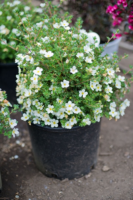 Лапчатка (Potentilla) кустарниковая МакКейс Уайт d9 h25 18шт