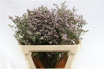 Лимониум Silver Pink 25шт