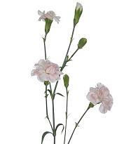 Гвоздика кустовая Light pink Tessino 10шт