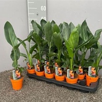 Стрелиция Регина d9 h30 12шт