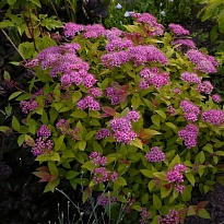 Спирея (Spiraea) японская Манон d9 h20 18шт